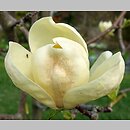 Magnolia Honey Tulip