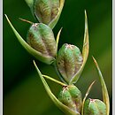 znalezisko 20120804.1.js - Gladiolus imbricatus (mieczyk dachówkowaty); Wleń
