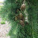 Larix ×eurolepis Grot