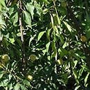 Prunus mume (morela japońska)