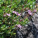 Arenaria purpurascens