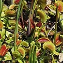 Dionaea muscipula (muchoÅ‚Ã³wka amerykaÅ„ska)
