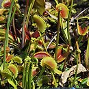 znalezisko 20140608.39.js - Dionaea muscipula (muchołówka amerykańska); OB Uniwersytetu Wrocławskiego