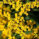 Solidago Crown of Rays