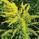 Solidago Strahlenkrone