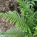 Dryopteris filix-mas Furcans