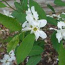 Exochorda racemosa (obiela groniasta)