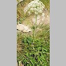 znalezisko 20060714.6.js - Laserpitium latifolium (okrzyn szerokolistny); Bieszczady, Połonina Wetlinska