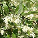 Elaeagnus umbellata Pointilla Sweet'n'Sour