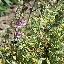 Teucrium marum