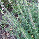 Teucrium ×lucidrys (ożanka lśniąca)