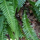 Polystichum xiphophyllum (paprotnik mieczolistny)