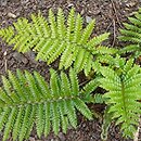 Polystichum polyblepharum (paprotnik orzęsiony)