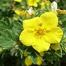 Potentilla fruticosa Goldteppich