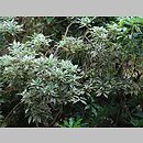 znalezisko 20120608.21.js - Pieris japonica ‘Variegata’; Arboretum Przelewice