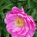 Paeonia Caroline