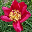 Paeonia Merry Mayshine