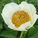 Paeonia Moonrise