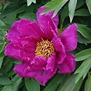 Paeonia Morning Lilac