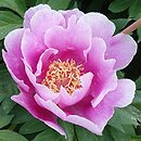 Paeonia Norwegian Blush