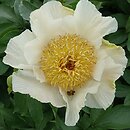 Paeonia Sunny Kiss