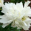 znalezisko 20210622.44.js - Paeonia lactiflora ‘White Charm’; Arboretum Wojsławice