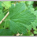 znalezisko 20050816.1.js - Ribes uva-crispa (porzeczka agrest); Pogorze Kaczawskie, okolice Wlenia 