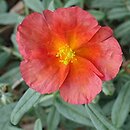 Helianthemum Fire Flame