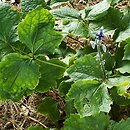 Clematis heracleifolia var. tubulosa (powojnik rurkowaty)