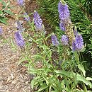 Veronica spicata ssp. orchidea Blue Fingers