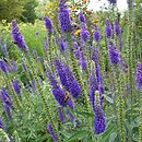 Veronica spicata Christa