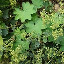 Alchemilla sericata (przywrotnik jedwabisty)