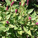 Polygonum amplexicaulis Pendula