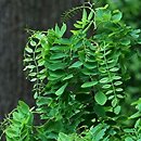 Robinia pseudoacacia Tortuosa
