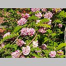 Robinia viscosa (robinia lepka)