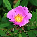 Rosa palustris (róża błotna)