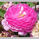 Rosa chinensis (róża chińska)