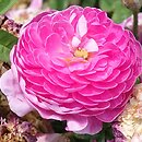 znalezisko 20210622.22.js - Rosa chinensis (róża chińska); Arboretum Wojsławice