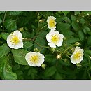 znalezisko 20060615.1.js - Rosa multiflora (róża wielokwiatowa); Pogórze Kaczawskie, wieś Bełczyna