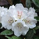 Rhododendron bureavii (rÃ³Å¼anecznik Bureava)
