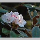 znalezisko 20120505.55.js - Rhododendron bureavii (różanecznik Bureava); Arboretum Wojsławice