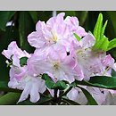 znalezisko 20170513.9.js - Rhododendron fortunei ssp. fortunei (różanecznik Fortune'a); Arboretum Wojsławice