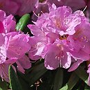 znalezisko 20120505.13.js - Rhododendron matternichii ssp. hondoense (różanecznik Metternicha); Arboretum Wojsławice