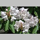 znalezisko 20150421.8.js - Rhododendron purdomii (różanecznik Purdoma); Arboretum Wojsławice