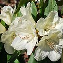 znalezisko 20120501.14.js - Rhododendron wardii ‘Ehrengold’ (różanecznik Warda 'Ehrengold'); Arboretum Wojsławice