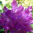 Rhododendron BolesÅ‚aw Chrobry