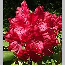 Rhododendron Cardinal