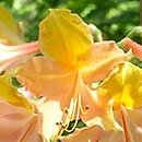 Rhododendron Goldlack