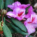 Rhododendron Julischka