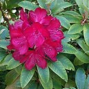 Rhododendron WÅ‚adysÅ‚aw JagieÅ‚Å‚o